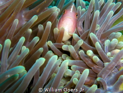 Pink Clownfish by William Goers Jr 